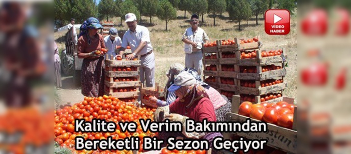 Domates üreticisinin yüzü gülüyor