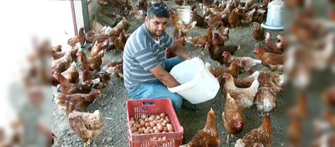 Zeytinlikte organik yumurta üretiliyor