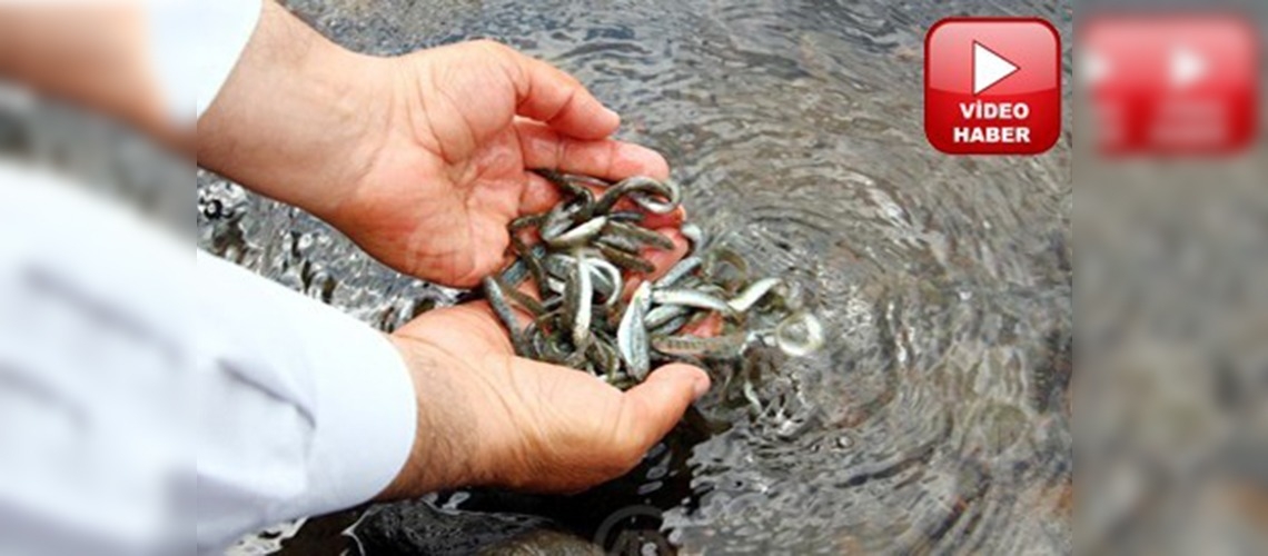 Ardahanın derelerinde anaç alabalık toplandı 