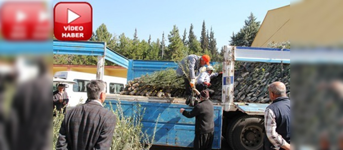 Sır Barajı Zeytin Havzası ile yüzler gülecek