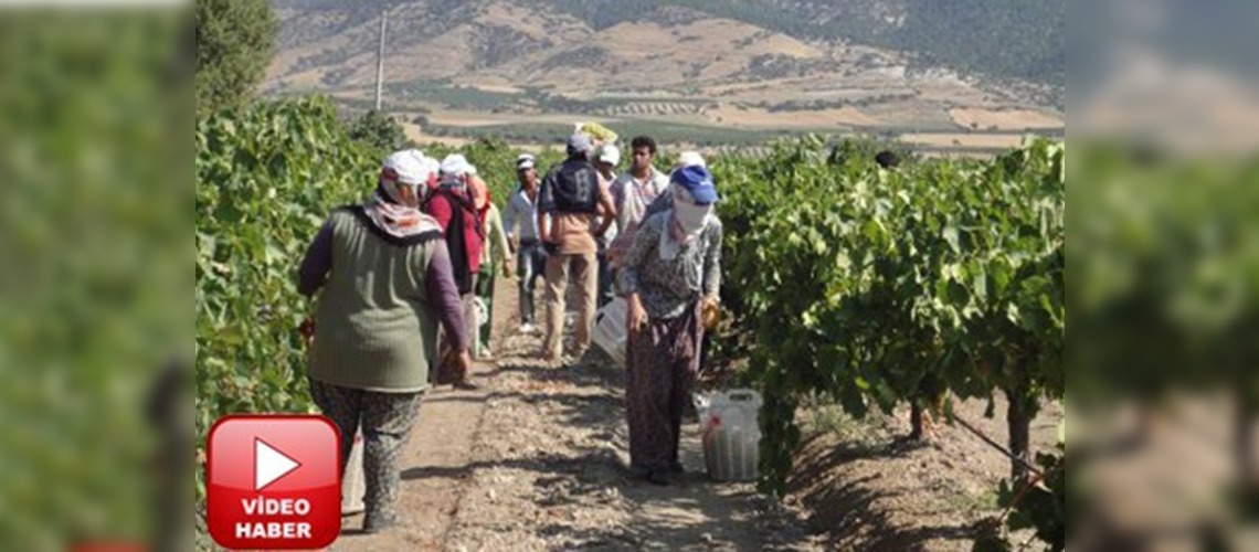 Denizlide Sultani üzüm hasadı başladı