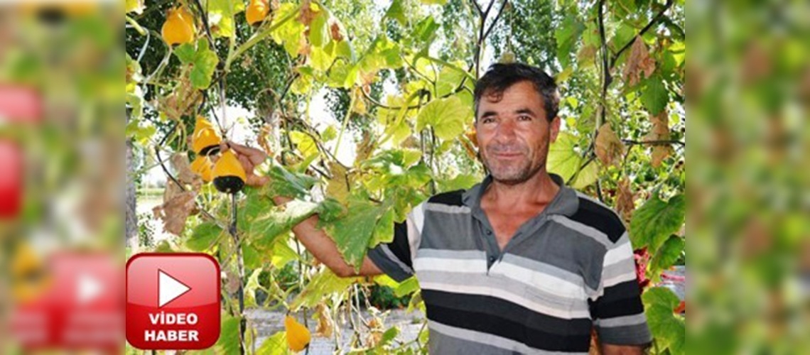 Organik ürün bulamayınca çiftçiliğe başladı