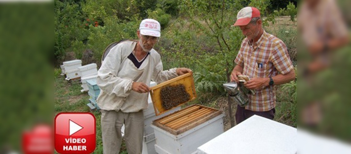 Lapsekide arıcılık alternatif geçim kaynağı