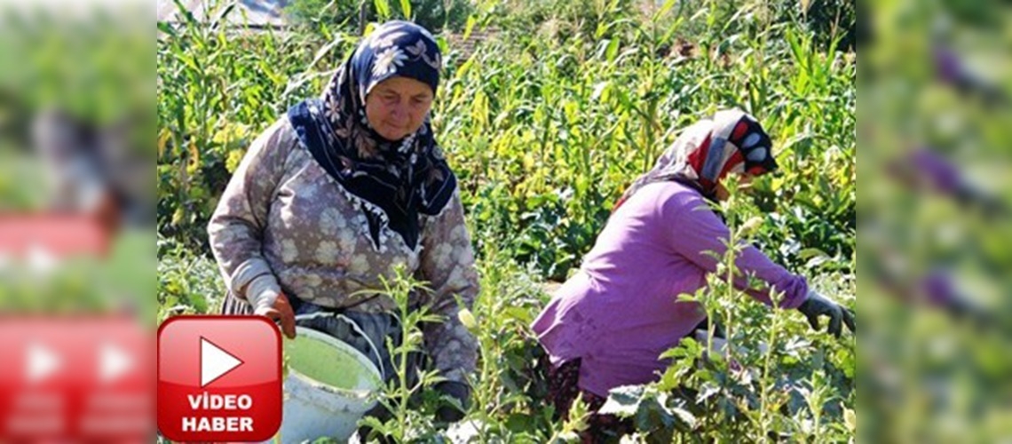 Amasyanın gözdesi çiçek bamyası 
