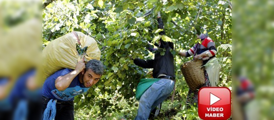 Ordu fındığı kuraklık tehlikesiyle karşı karşıya