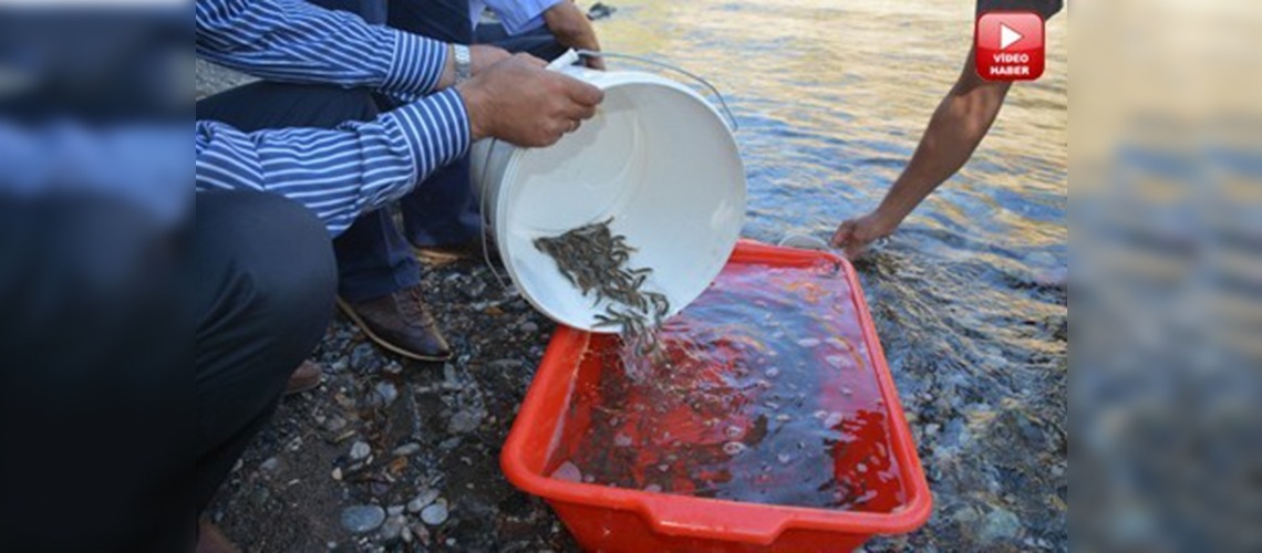 Kırmızı benekli alabalıklar doğayla buluştu 