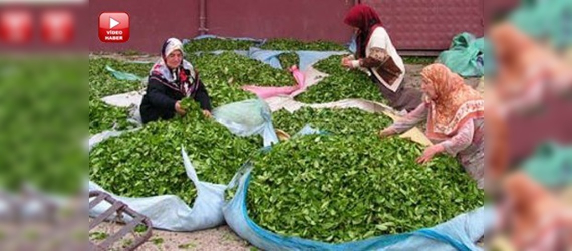 ÇAYKUR 240 bin ton çay aldı 