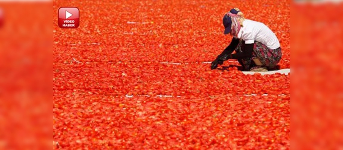 Domatesi kurutarak dövize çeviriyorlar