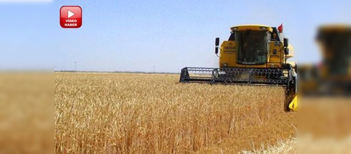 Buğday da bereketli yıl