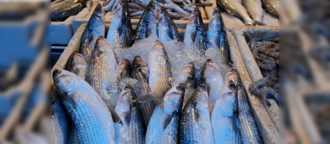 Avrupa'da balık pazarının hakimi Türkler