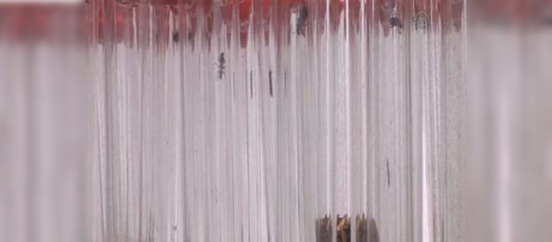 Avcı böcek Predatör görevde