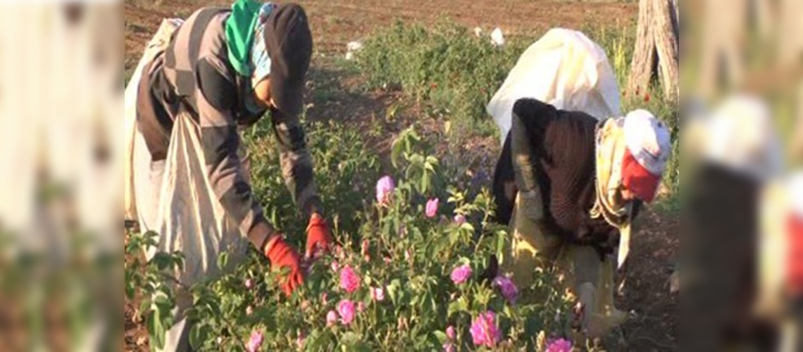 Dünya Gül Yağı Üretiminin Yüzde 65'i Isparta'dan