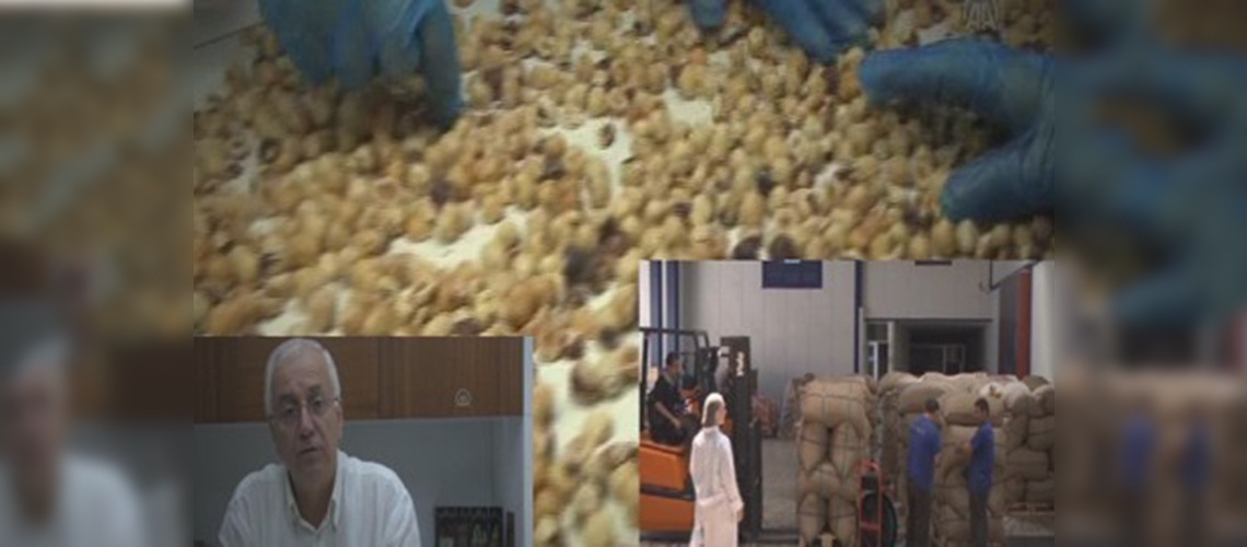 Fındık rekor kırdı