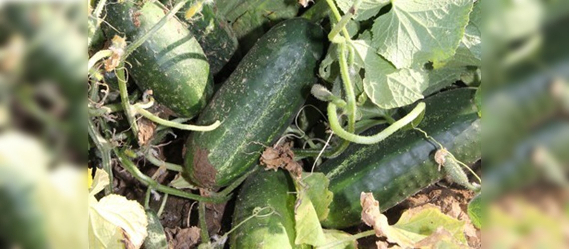 Yeşil Altın hasadı başladı