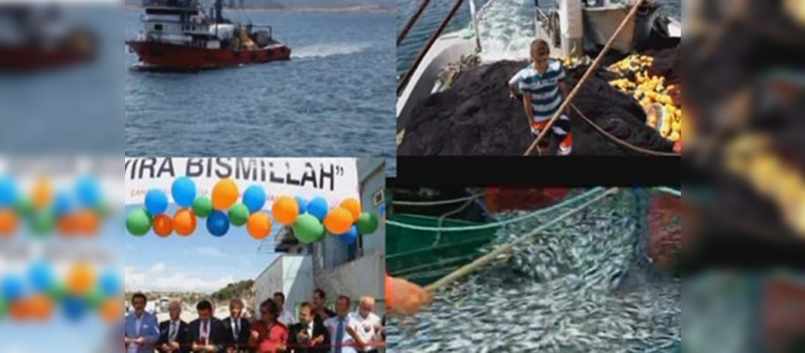 Derya Kuzuları karaya vurdu