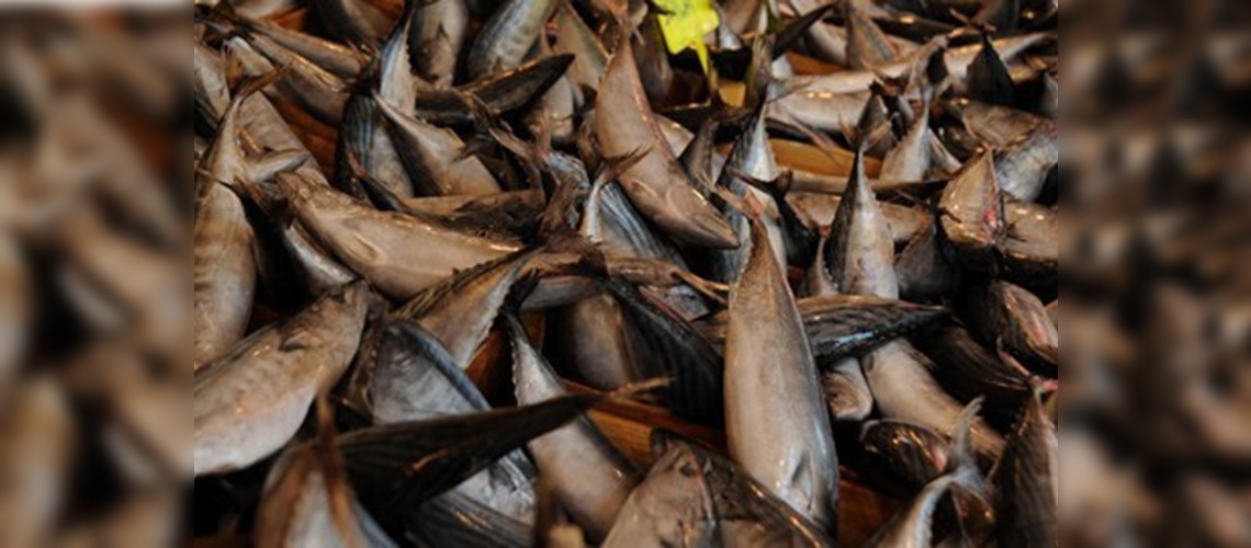 Av yasağı sona erdi, balık fiyatları 4 gün sonra düştü 