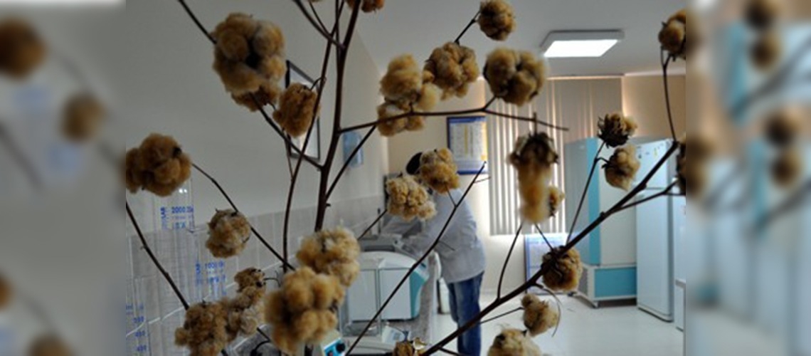 Bu pamuk hem renkli hem organik 