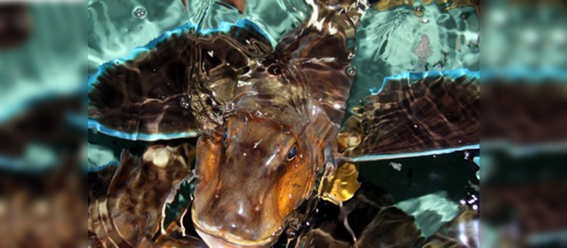 Su Ürünleri Gen Bankası ve Biyoteknoloji Merkez kurulacak 