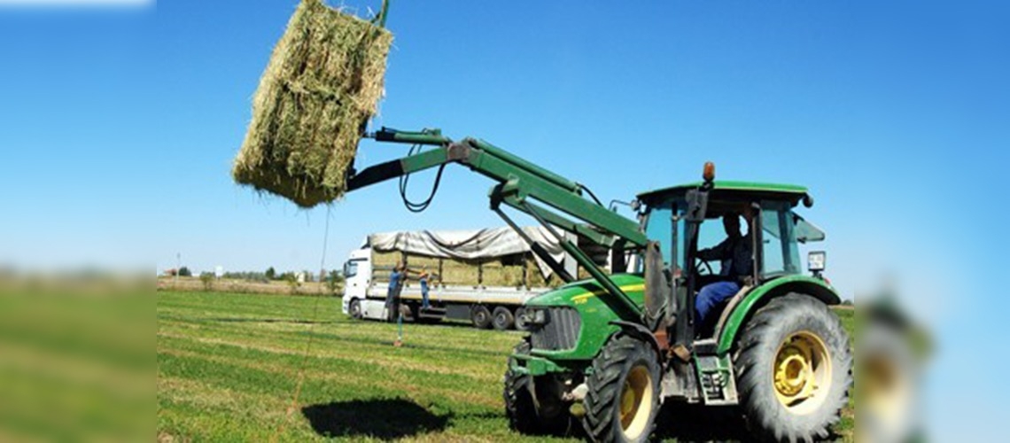 Türkiye'nin Yonca İhtiyacını Aksaray Karşılıyor