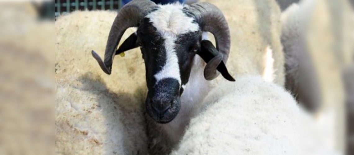 Kurbanlık fiyatları el yakmayacak