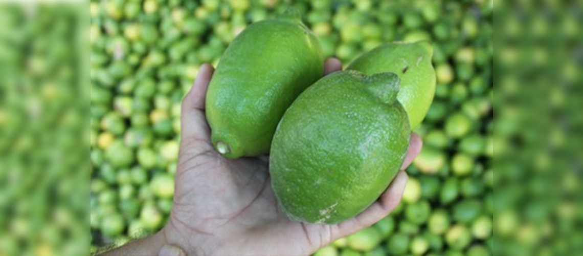 Mersin'de limon hasadı başladı