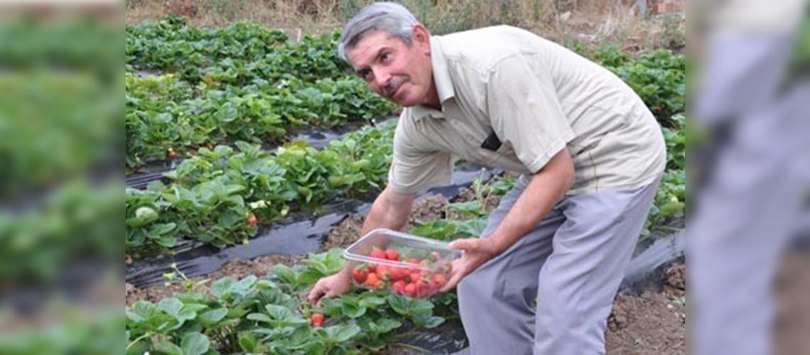 Yozgatta çilek hasadı başladı