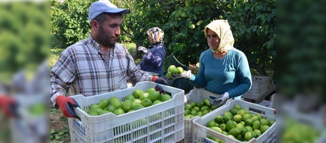 Limon rekoltesindeki artış çiftçiyi sevindirdi 