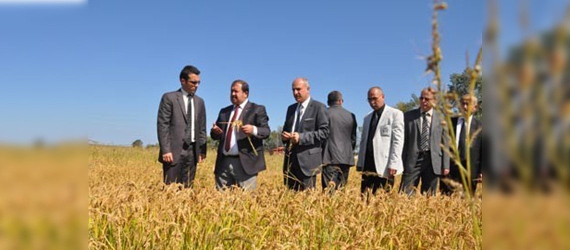 Samsunda çeltikte hasat başladı