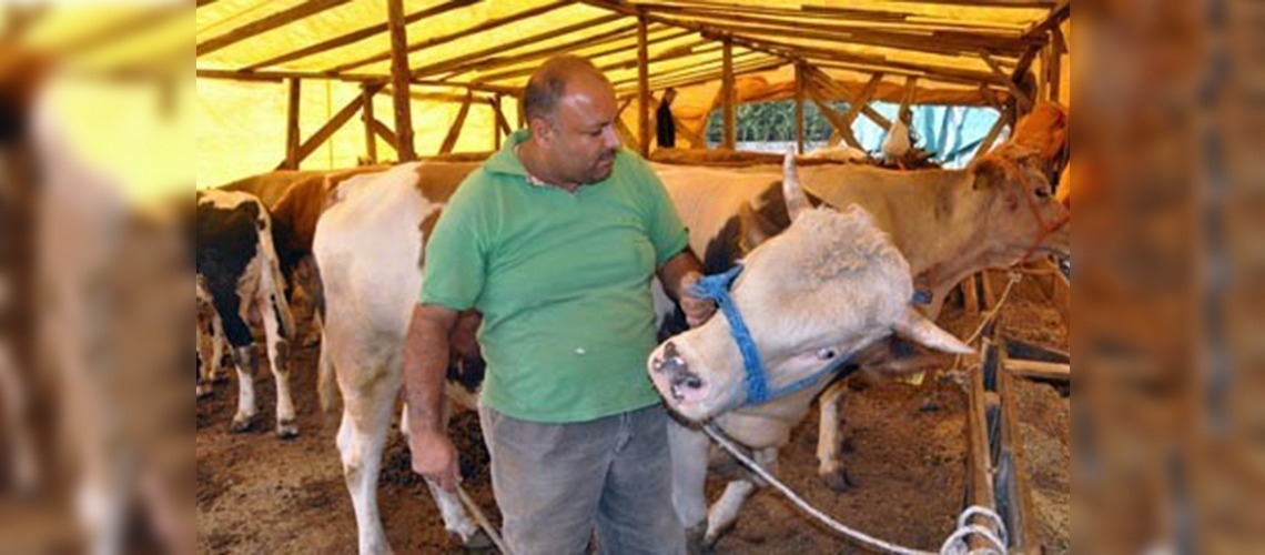 Kurban seçmenin ve kesmenin püf noktaları 