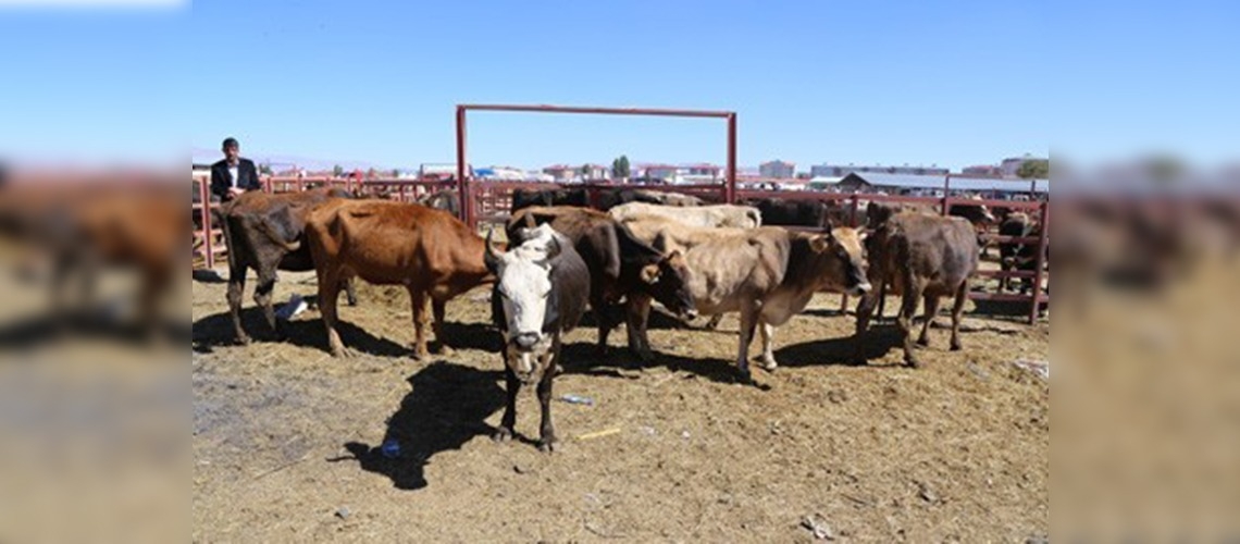 Erzurumlu besiciler kurban bayramına hazır