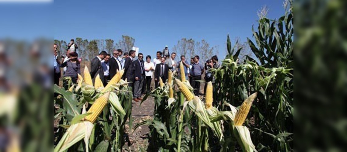 Çanakkalede hayvancılığa destek