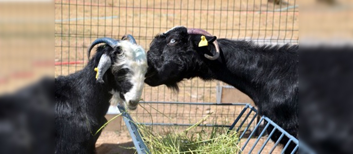 Honamlı keçisi dünyada sayılı bir ırk olacak