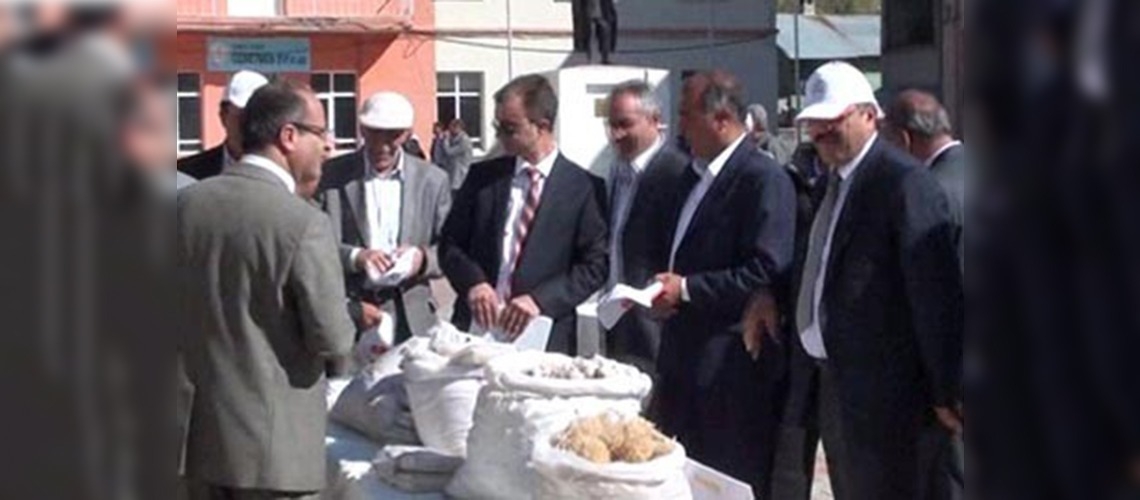 Munzur sarımsağının üretim alanları genişliyor