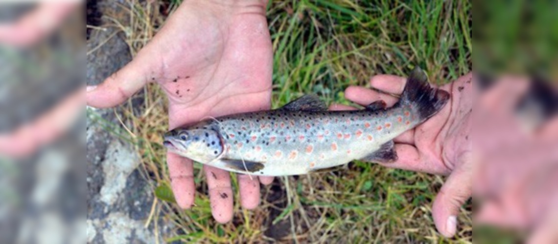 Bu balığın tanesi 100 lira 