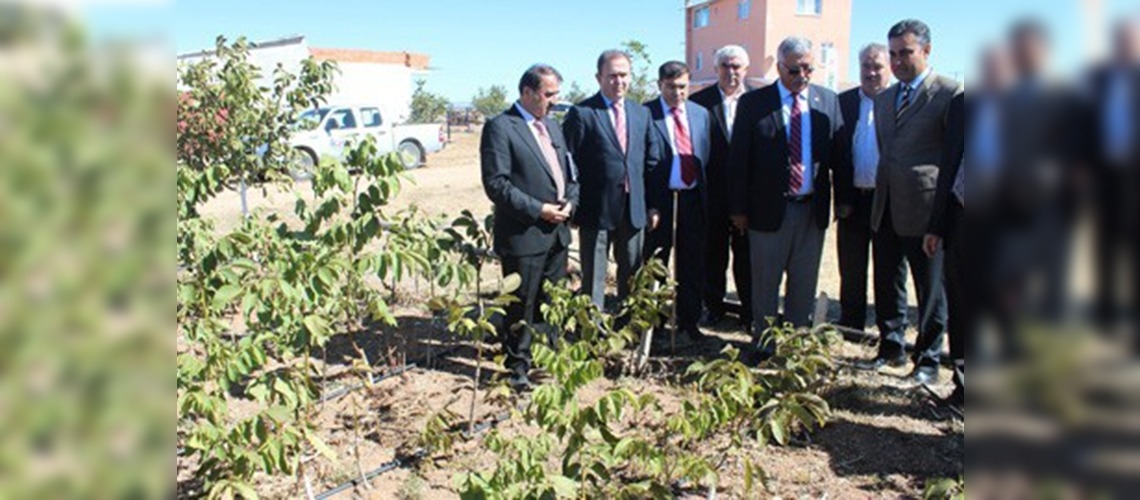Konyada Ceviz Günü