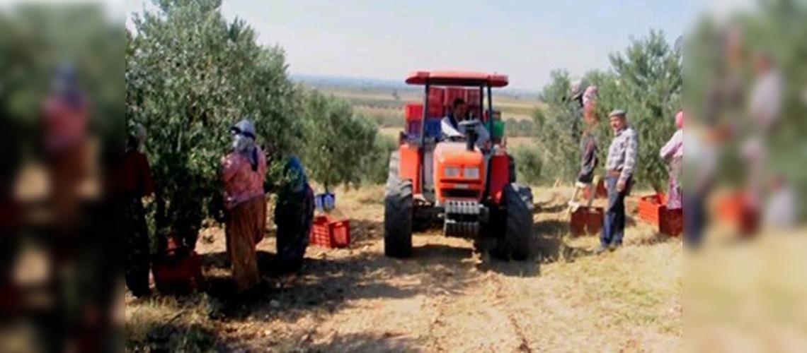 Turgutlu'da zeytin hasadı başladı 
