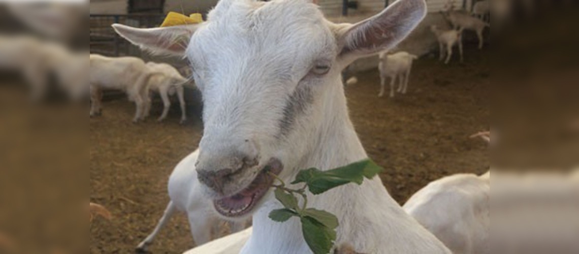 TÜRKİYE KEÇİ SÜTÜNDE ÜRETİMİNİ EN HIZLI ARTTIRAN ÜLKE 