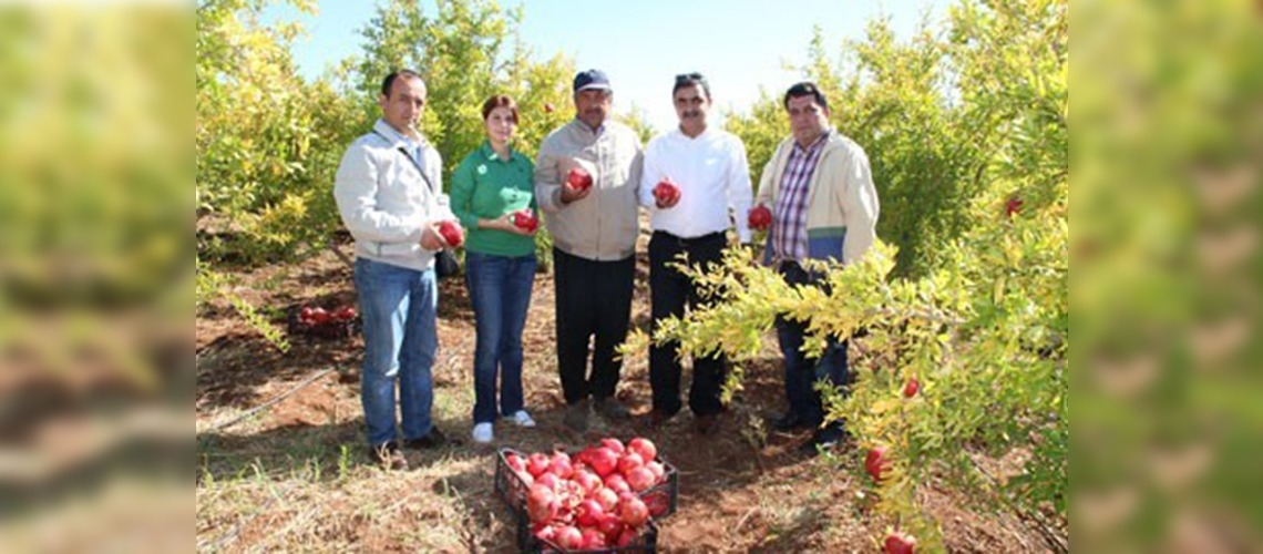 Kahramanmaraşta nar hasadı başladı