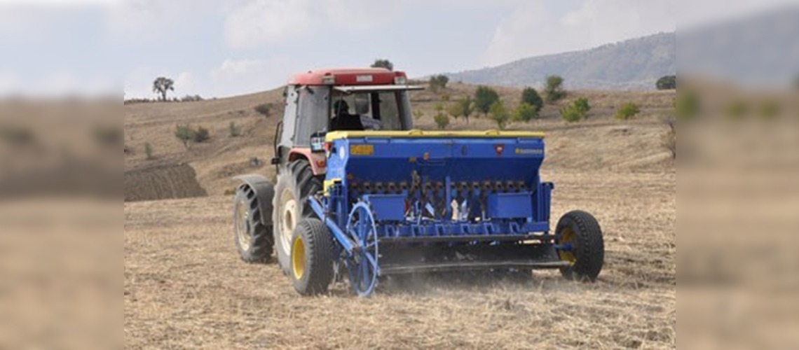 Ankaralı çiftçilerin yüzü anıza ekim yöntemiyle güldü