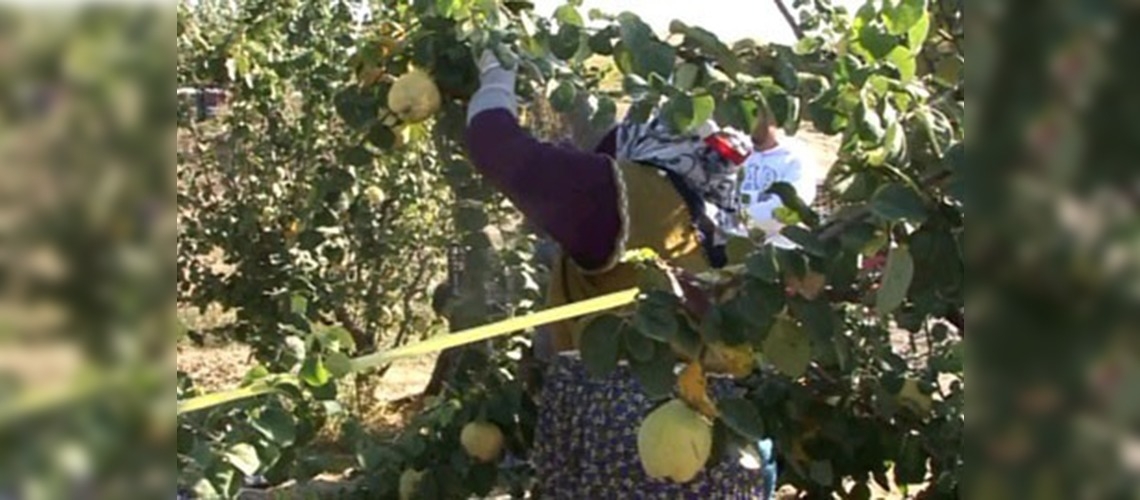 Denizli ayva üretiminde Türkiye ikincisi