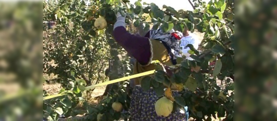 Kivide verimin düşmesi kalitenin artması bekleniyor