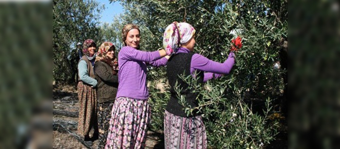 Olumsuz hava şartları zeytinde rekolteyi düşürdü
