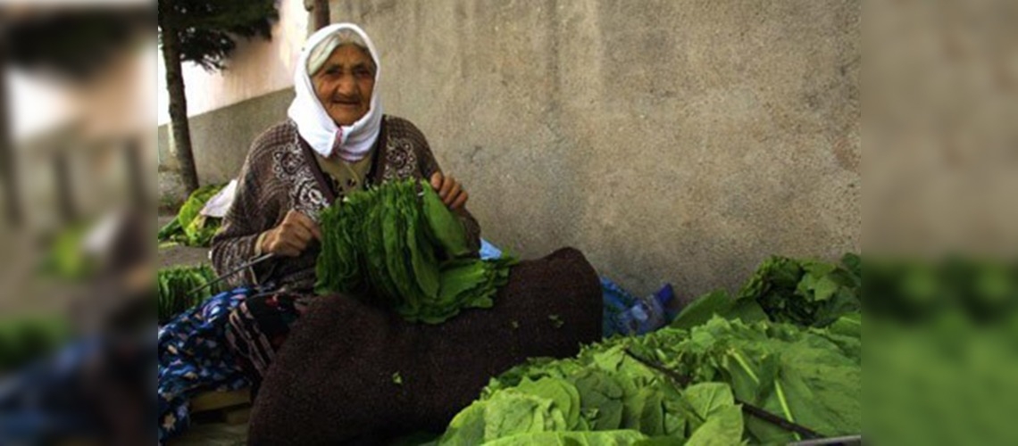 Tarımdaki makineleşme tütün üretimini artırdı