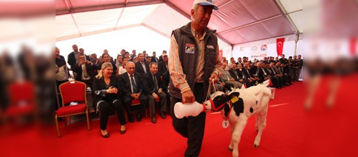 Buzağılar yem, sahipleri altın kazandı 