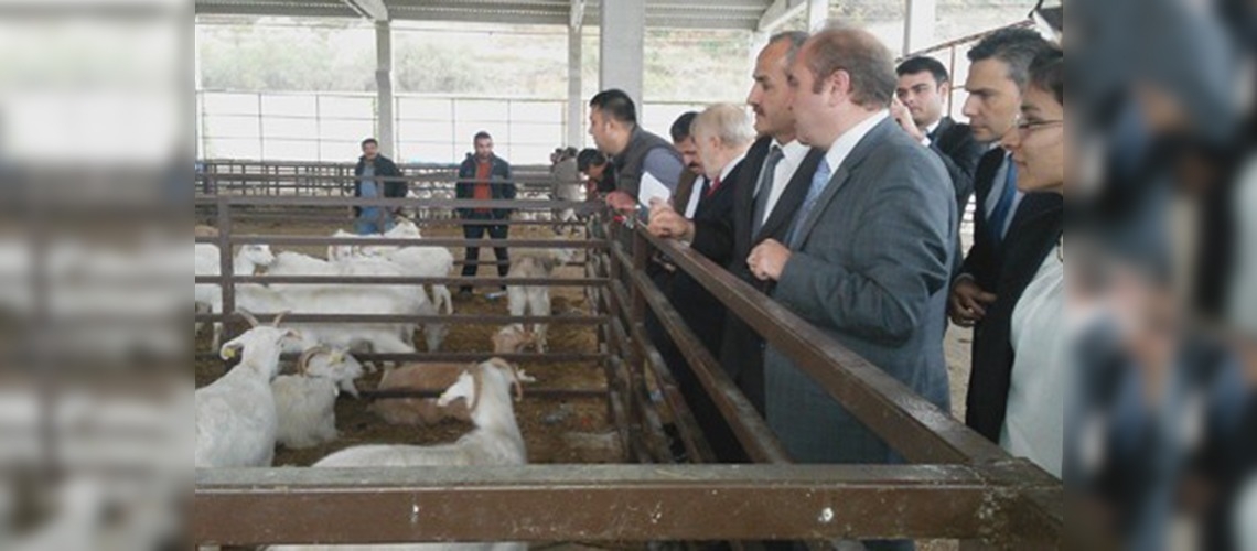 Samsun Bafrada çiftçilere saanen keçisi dağıtıldı