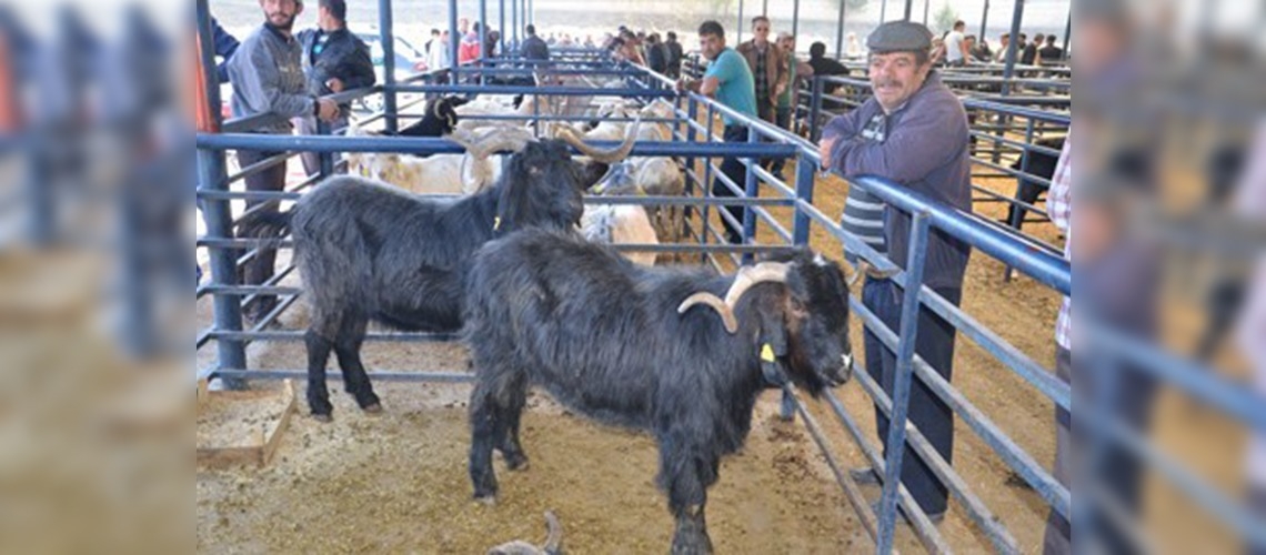 Keçi eti kalbe faydalı