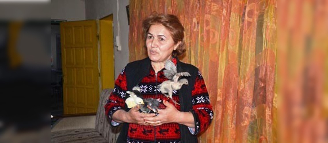 Kadın girişimci evini tavuk çiftliğine çevirdi