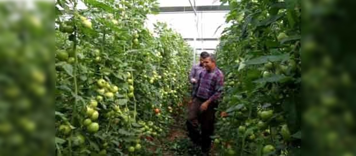 Bu köyde 12 çeşit domates yetiştiriliyor