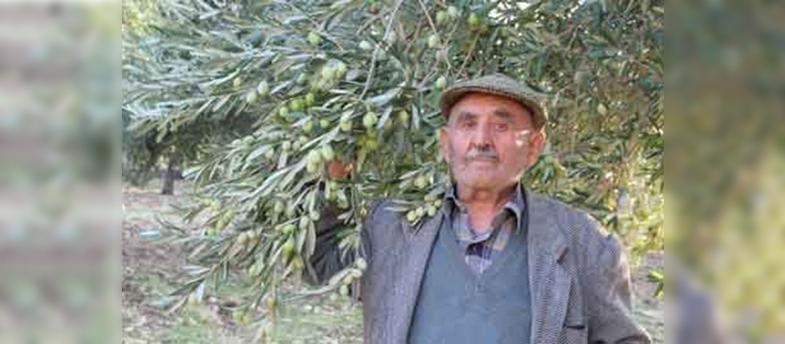 Yarım asırlık zeytin sevgisi