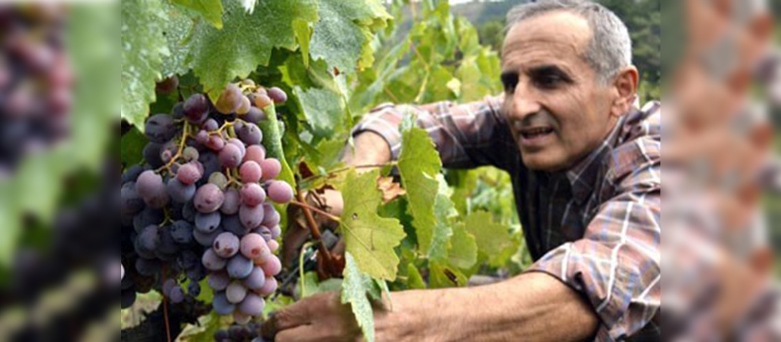 Karaçatlak üzümünü nesilden nesile aktarıyor